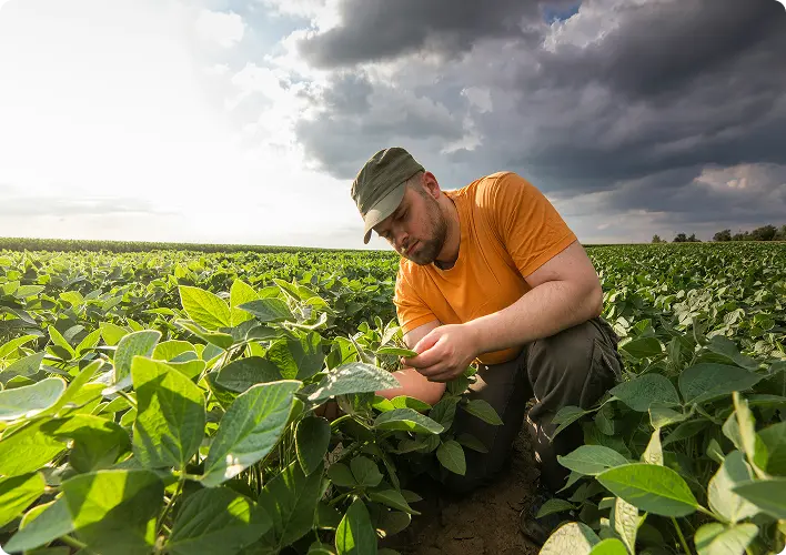 Man working in a field with crops